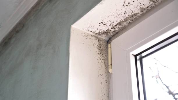 Best Commercial Mold Removal  in Brownstown, PA