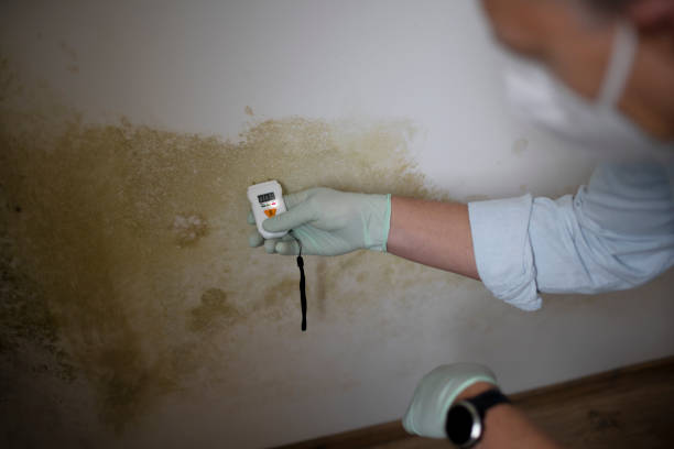 Best Home Mold Removal  in Brownstown, PA