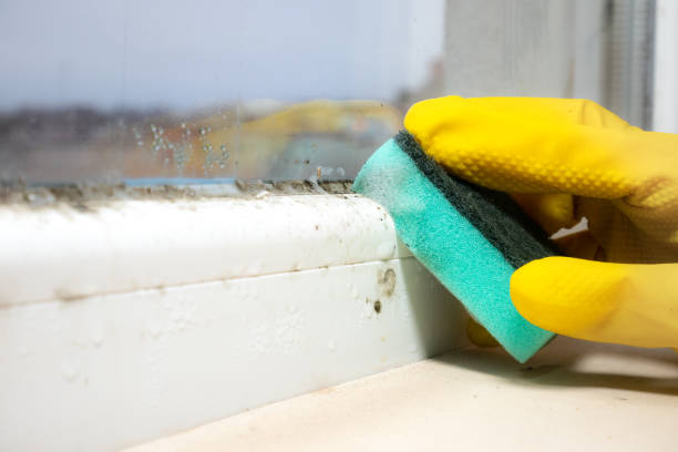 Best Toxic Mold Removal  in Brownstown, PA