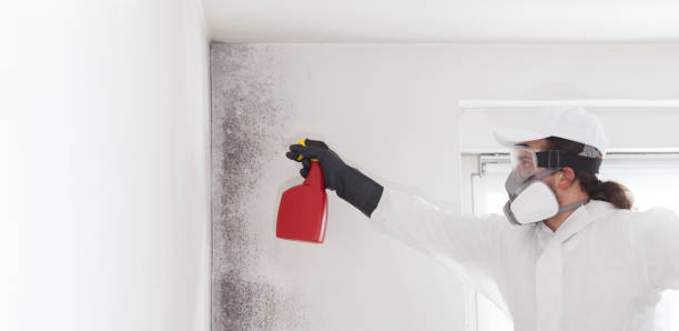 Best Office Mold Removal Services  in Brownstown, PA