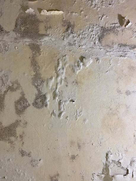Best Mold Inspection  in Brownstown, PA