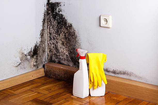 Best Attic Mold Removal  in Brownstown, PA
