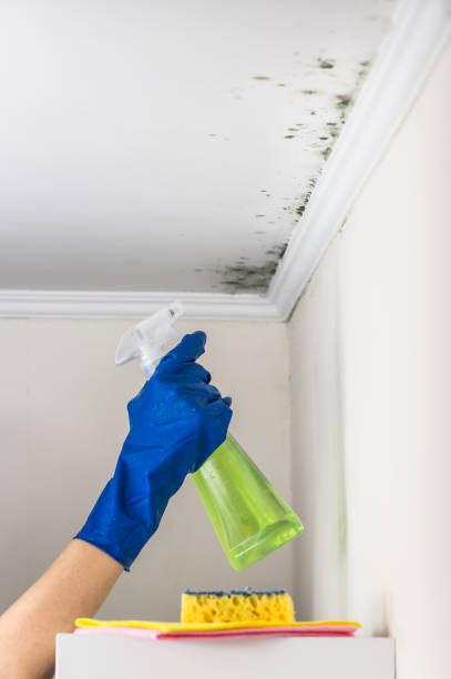 Best Professional Mold Removal  in Brownstown, PA